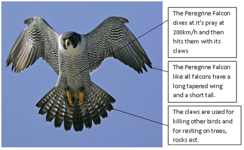 peregrine falcon physiological adaptations